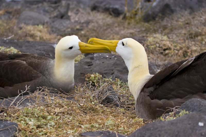 Waved Albatross